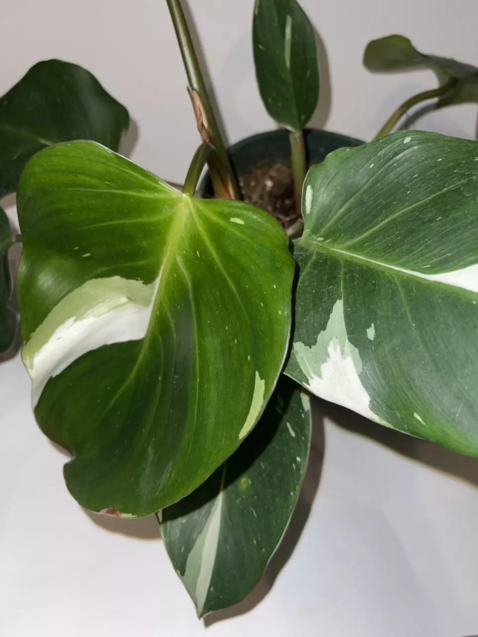 plant/6” Philodendron “White Knight”-0