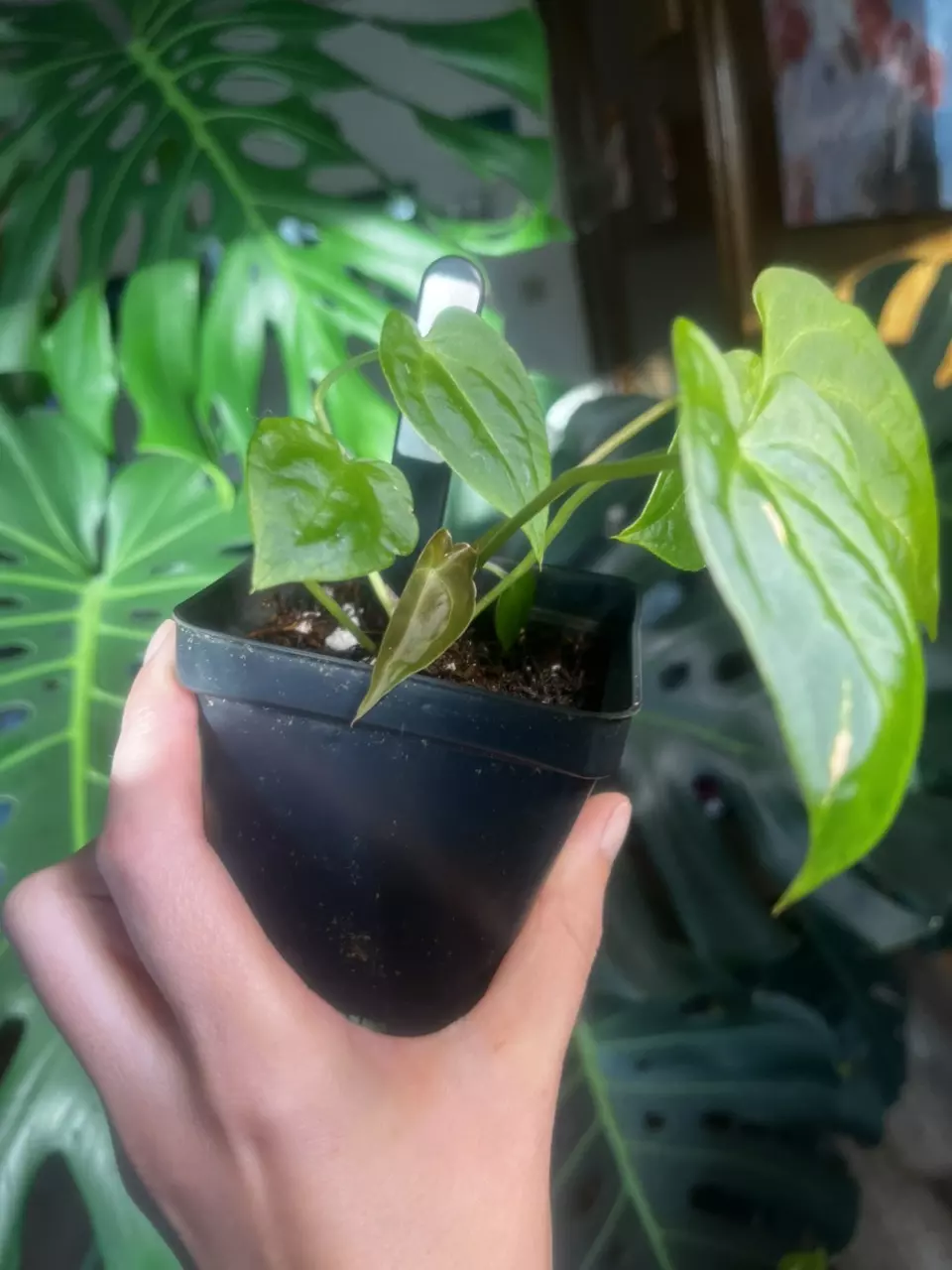 plant/(Pap x Mag) x Forgetii (Ashleys_Aroids)-1