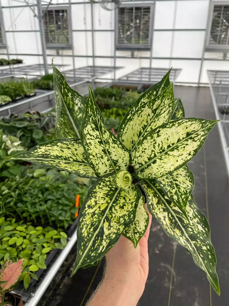 plant/Aglaonema Siam Snow White 4” pot growers choice-1