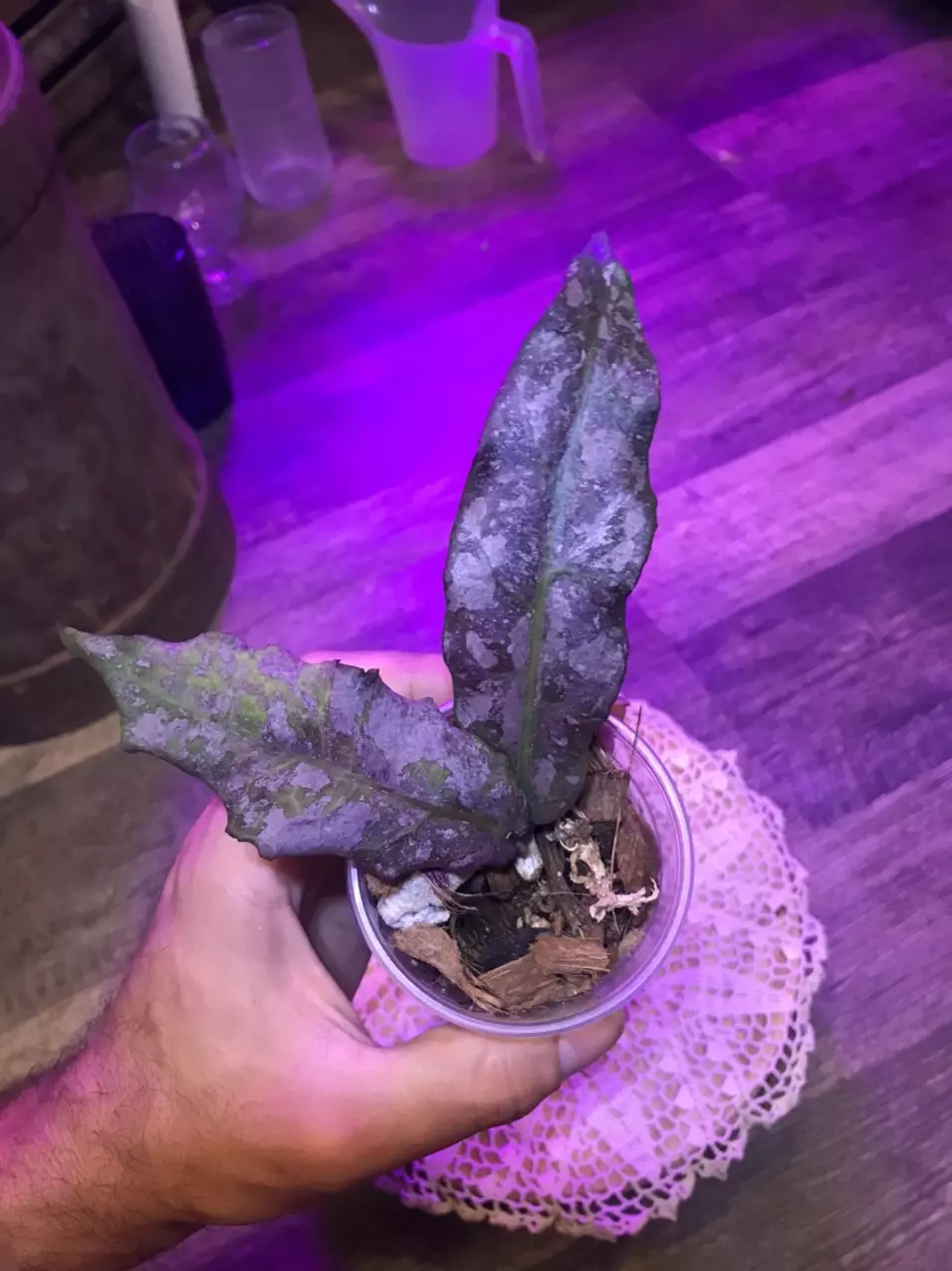 plant/Gorgeous Hoya Undulata Silver Splash well rooted w/ high variegation & active 🌱-0