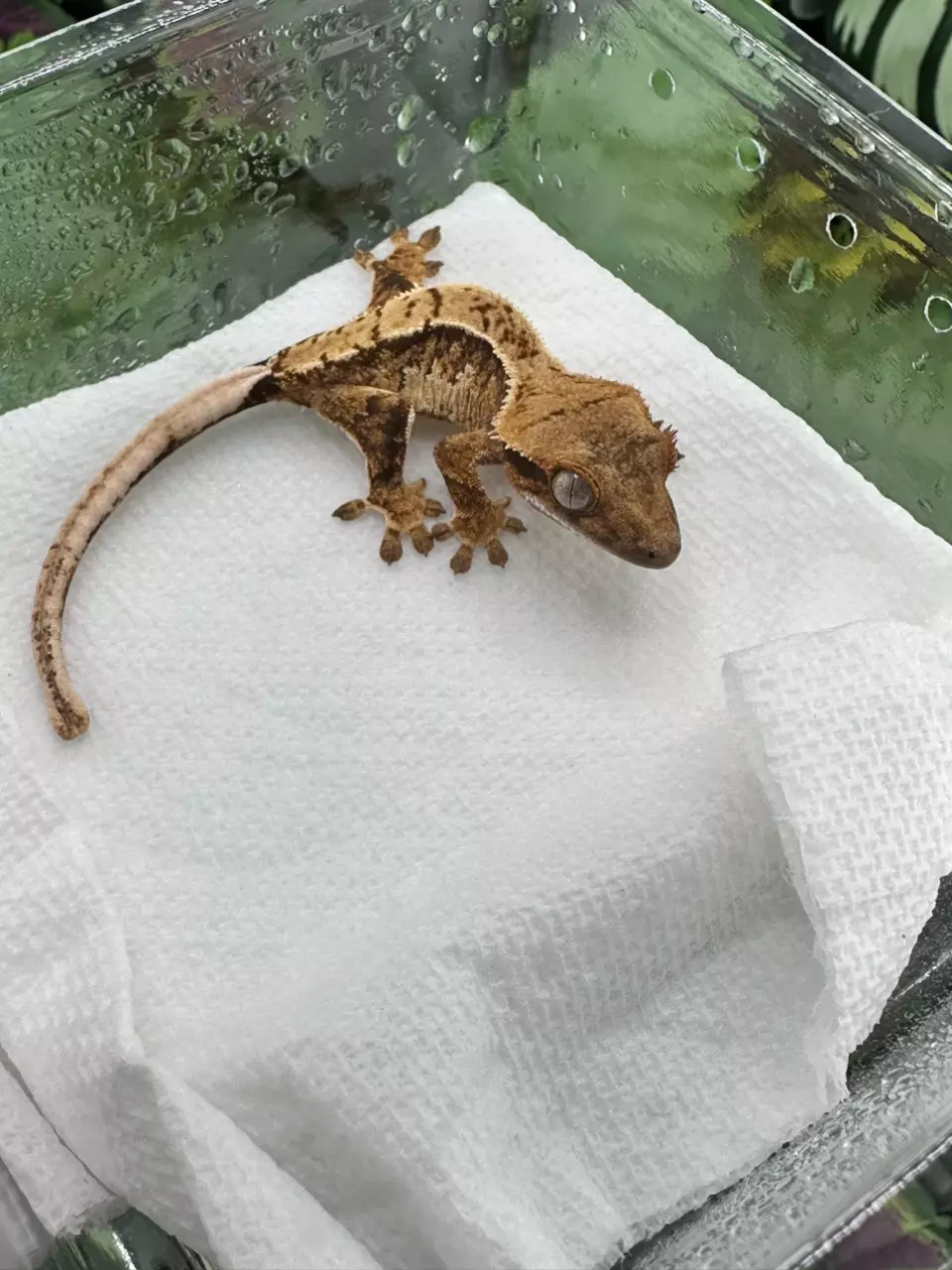 plant/Super nice Tangerine Extreme Harlequin  Altitude x Pixie 5/9/25-0