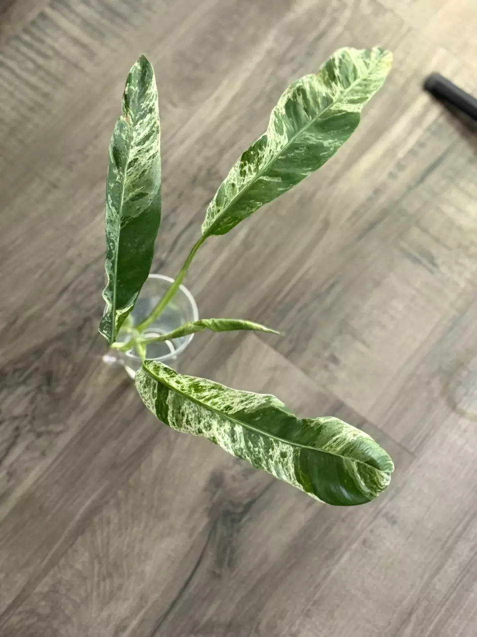plant/Epipremnum Giganteum Variegated Cutting-0