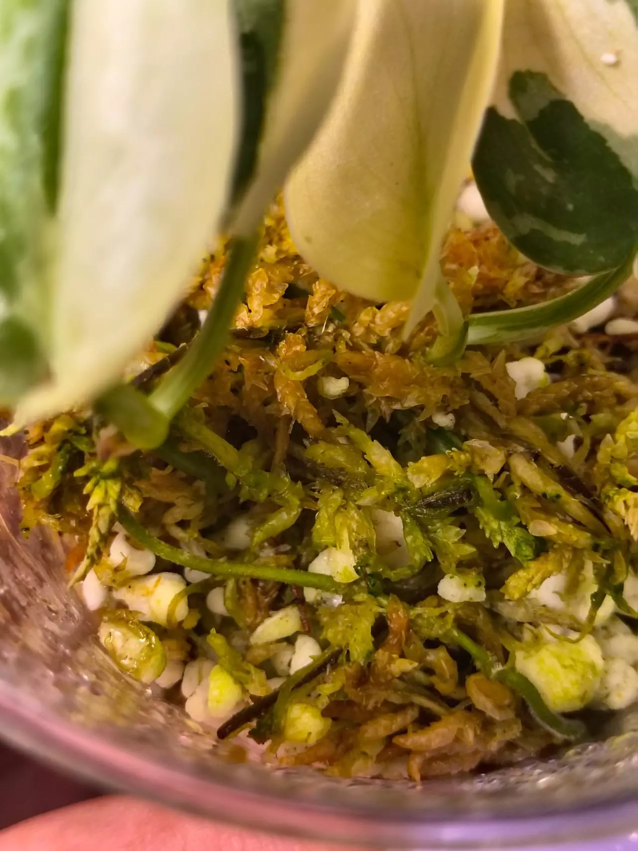 plant/2 mayari scindapus well rooted in one cup-5