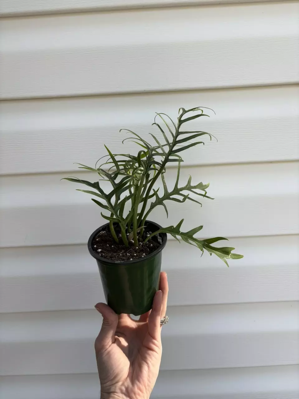 plant/Philodendron Tortum-0