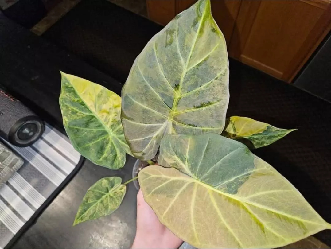 plant/Aurea Regal Shield corms-0