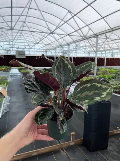 plant/Calathea Medallion 4” pot growers choice-5-thumbnail