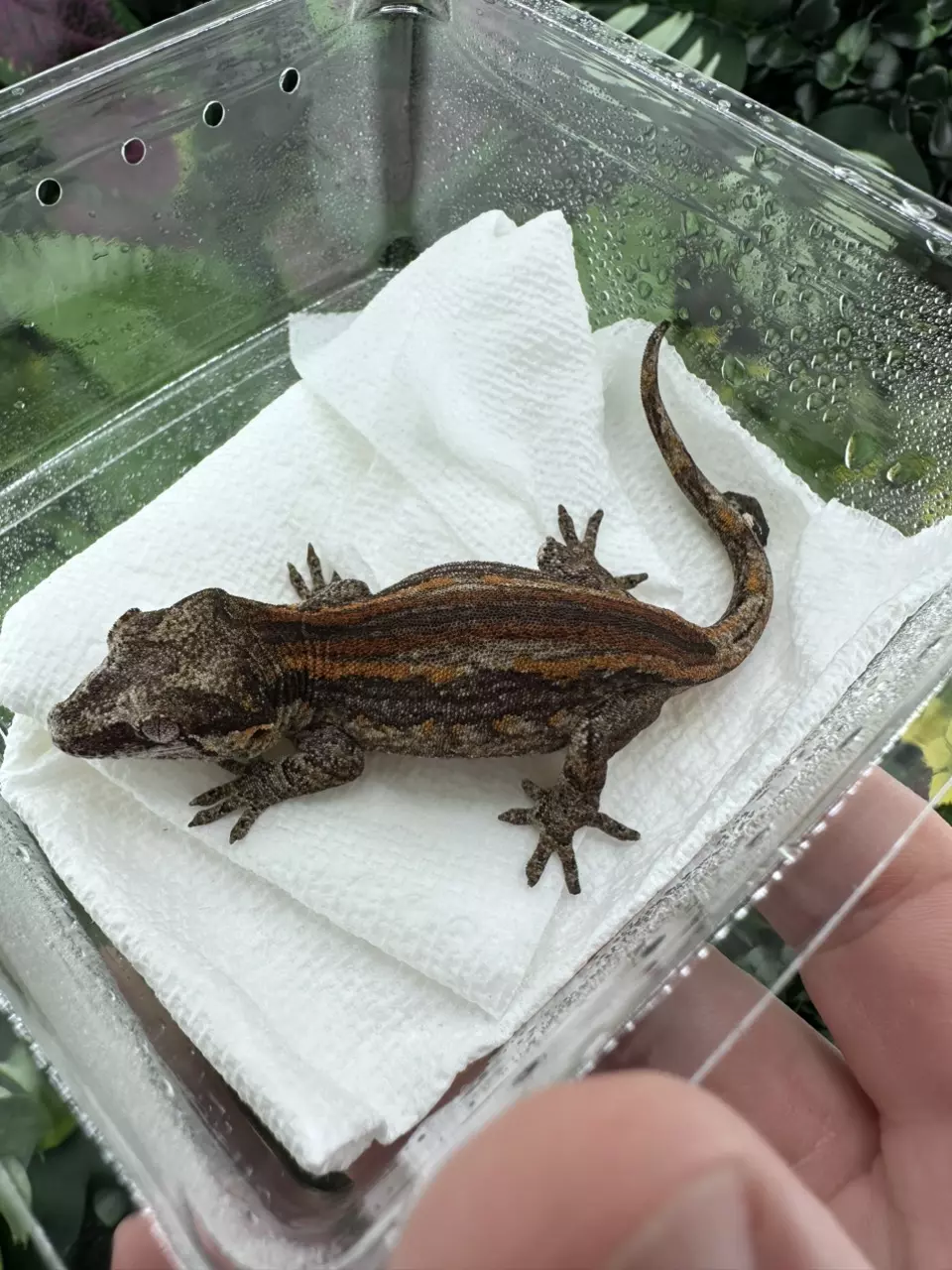 plant/Gargoyle - Arya x Crease 5/21/25 - very nice stripes-0