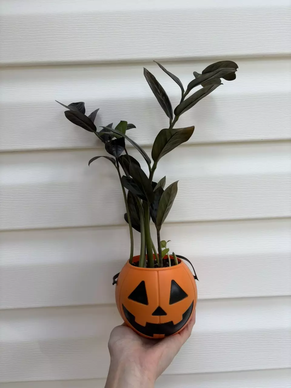 plant/Raven ZZ Plant-0