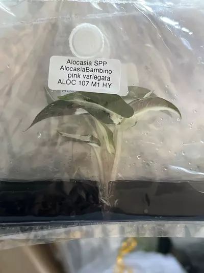 plant/Alocasia Pink Bambino | Rare Tissue Culture Plantlet | Sellers choice-1-thumbnail