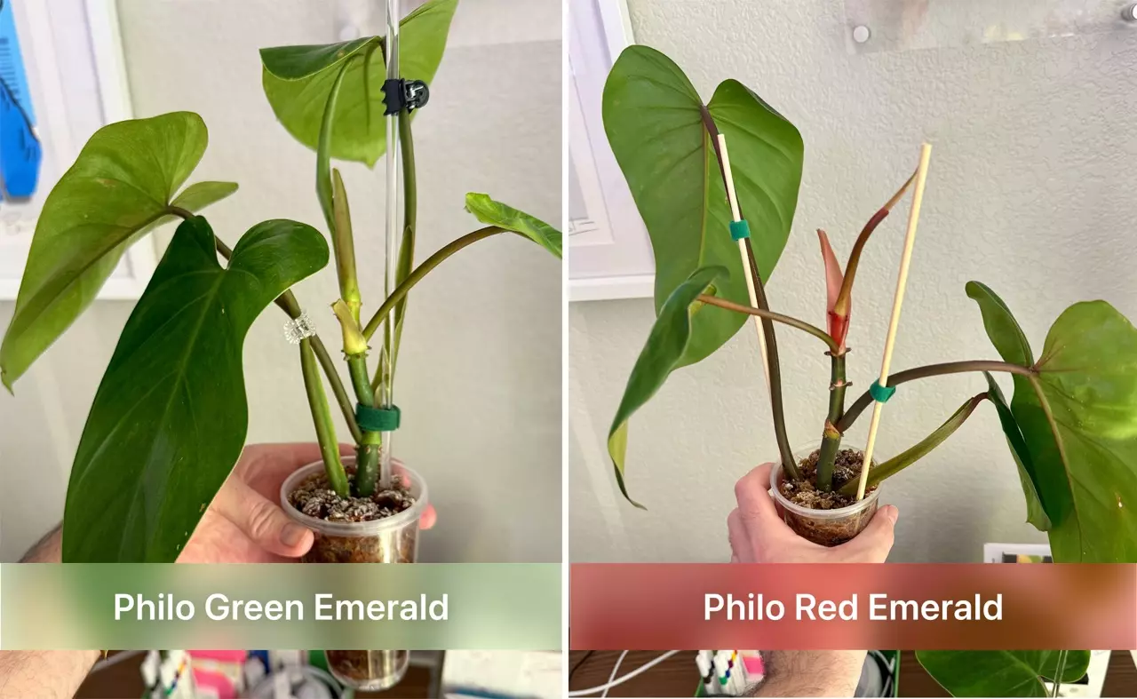 plant/Philo Emerald Duo (Green + Red)-1