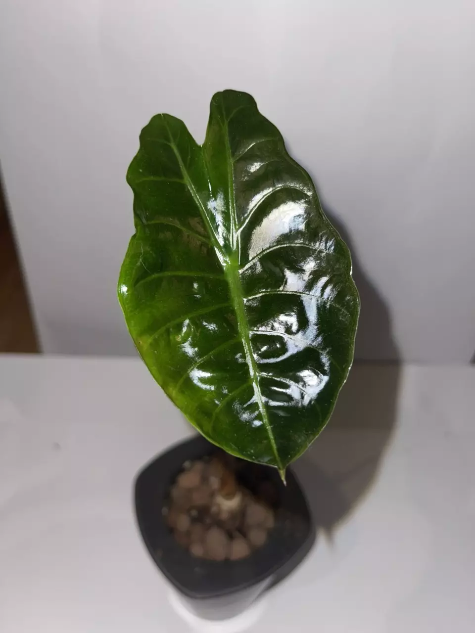 plant/Alocasia Chantrieri 4”-0
