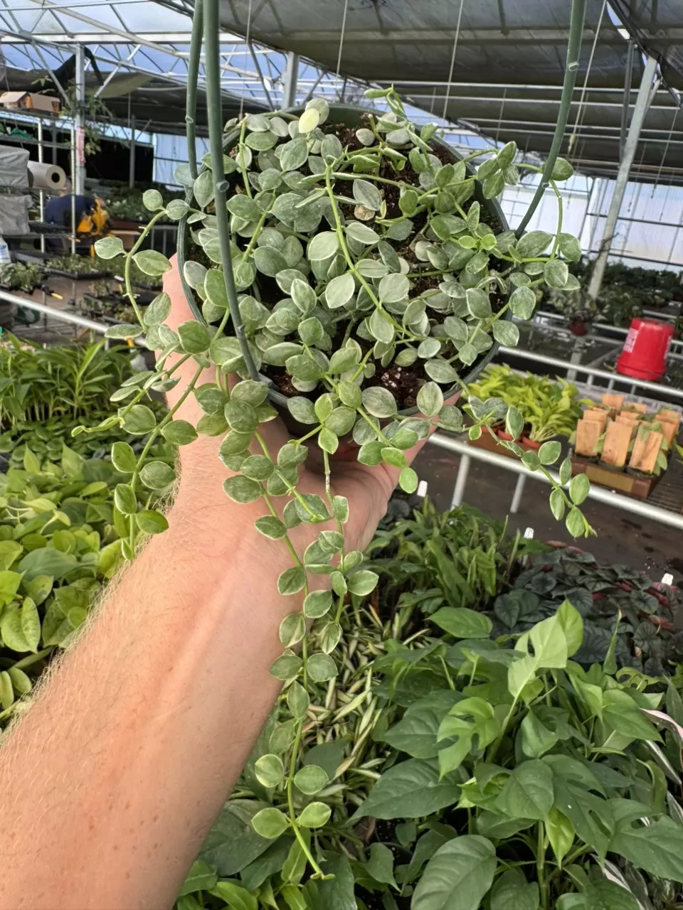 plant/Dischidia nummularia variegated 6” hanging basket growers choice-1