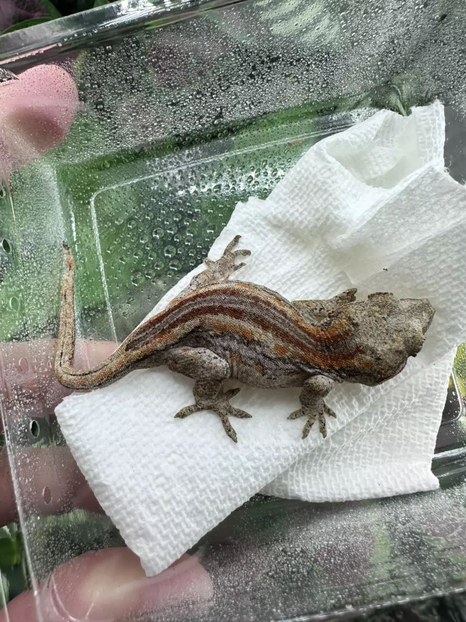 plant/Gargoyle - Arya x Crease 5-20/25-0