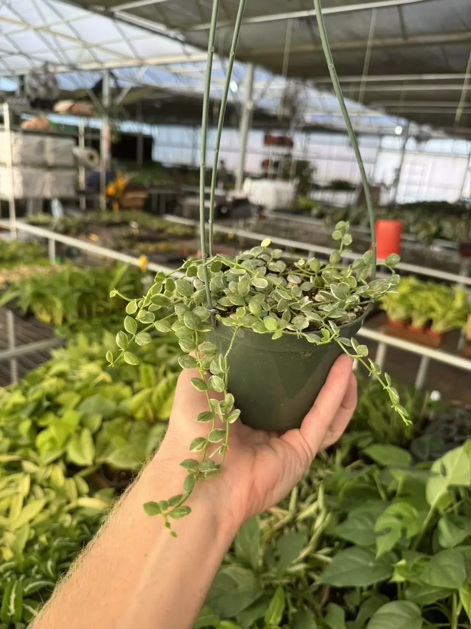 plant/Dischidia nummularia variegated 6” hanging basket growers choice-6