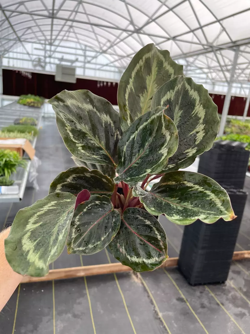 plant/Calathea Medallion 4” pot growers choice-1