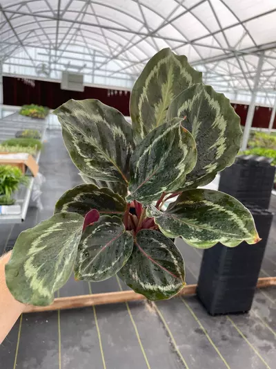 plant/Calathea Medallion 4” pot growers choice-1-thumbnail