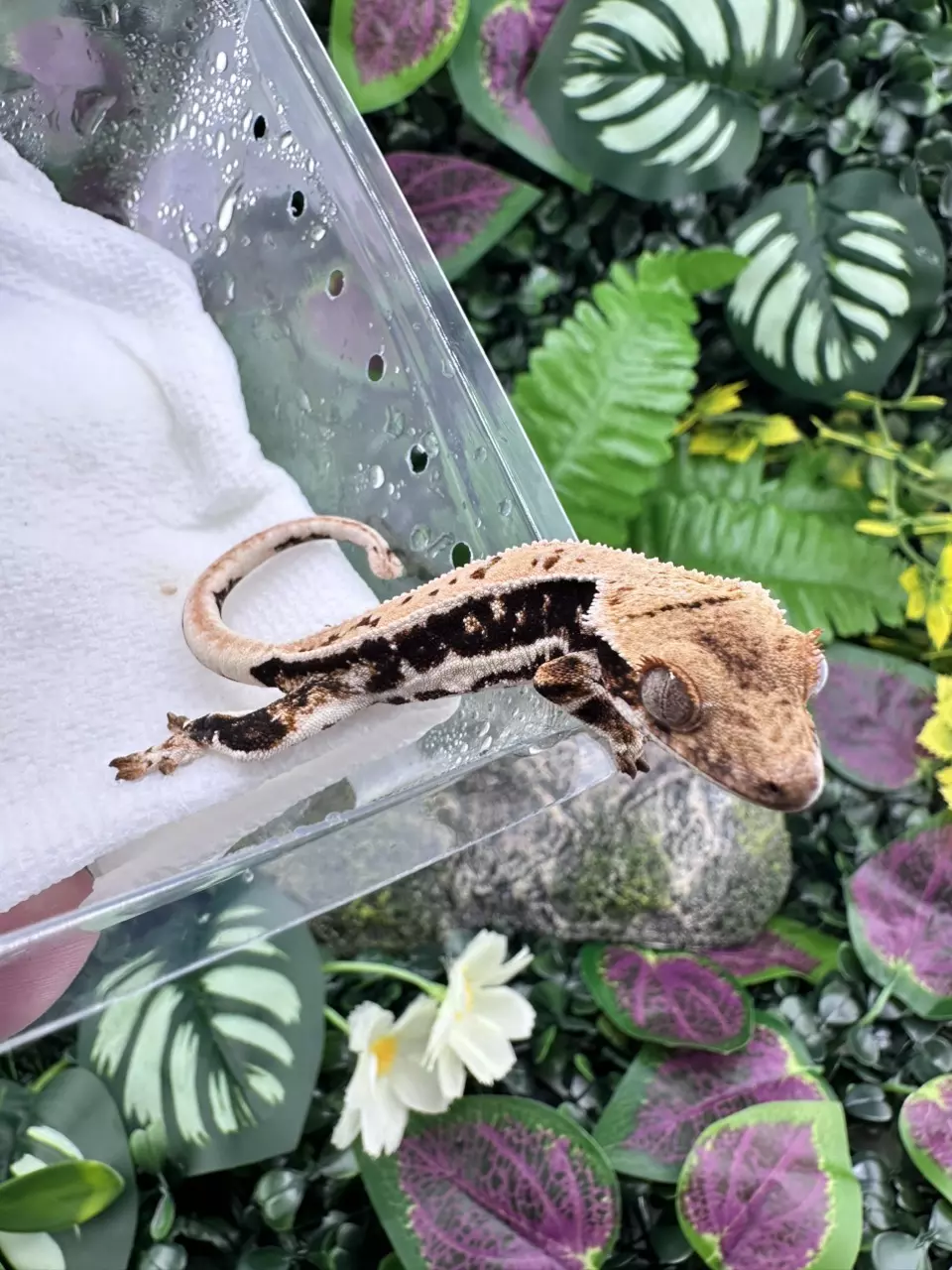 plant/Dark based Lilly White - Max x Maisie 5/21/25-0