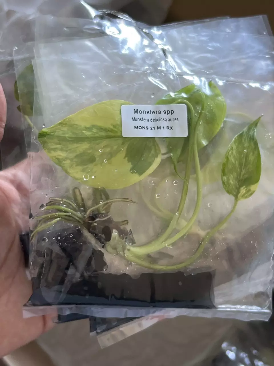 plant/Monstera Aurea | Rare Tissue Culture Plantlet | sellers choice-1