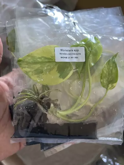plant/Monstera Aurea | Rare Tissue Culture Plantlet | sellers choice-1-thumbnail