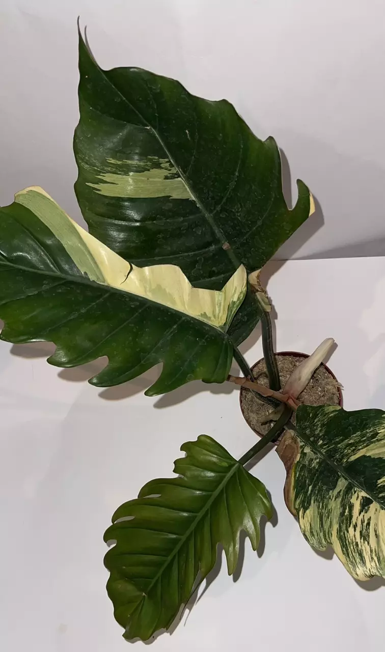 plant/4” Caramel Marble high variegation-1