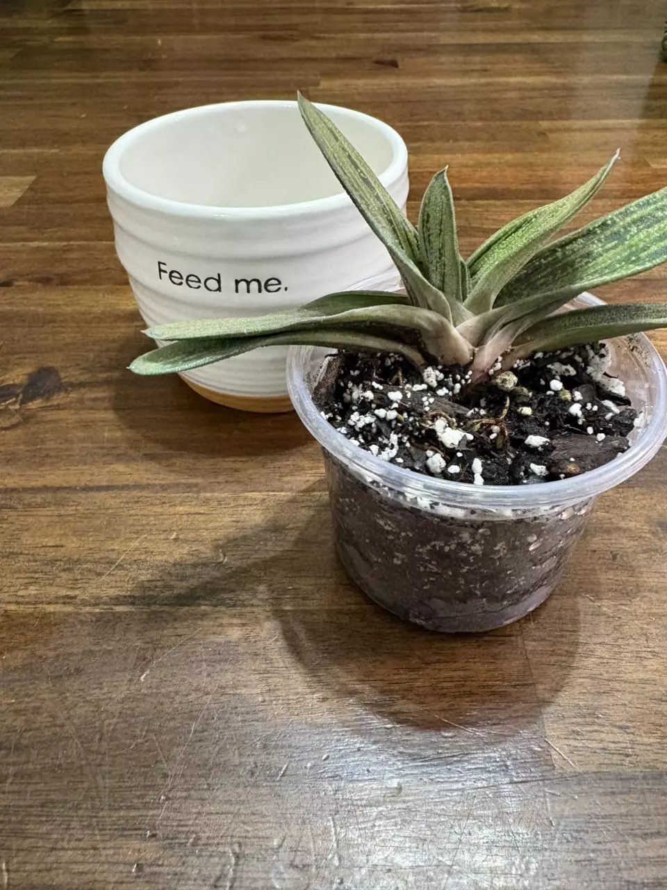 plant/Gasteria succulent-1