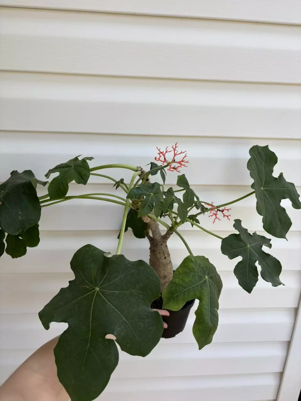 plant/Buddha Belly-0