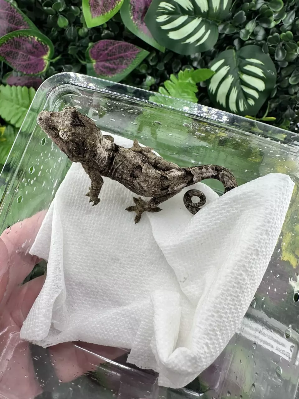 plant/Nice White Collar Chahoua Shyguy x Raheana 5/30/25-1