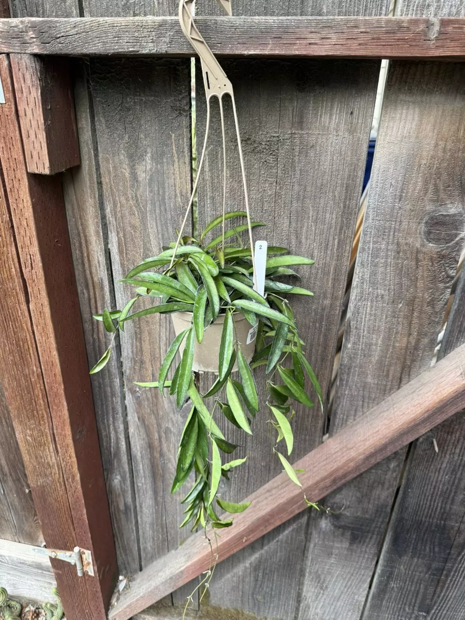 plant/Hoya wayetii 6” hanging pot #2-1