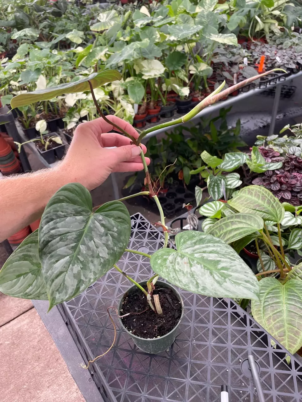 plant/Philodendron Majestic 4” pot growers choice-1