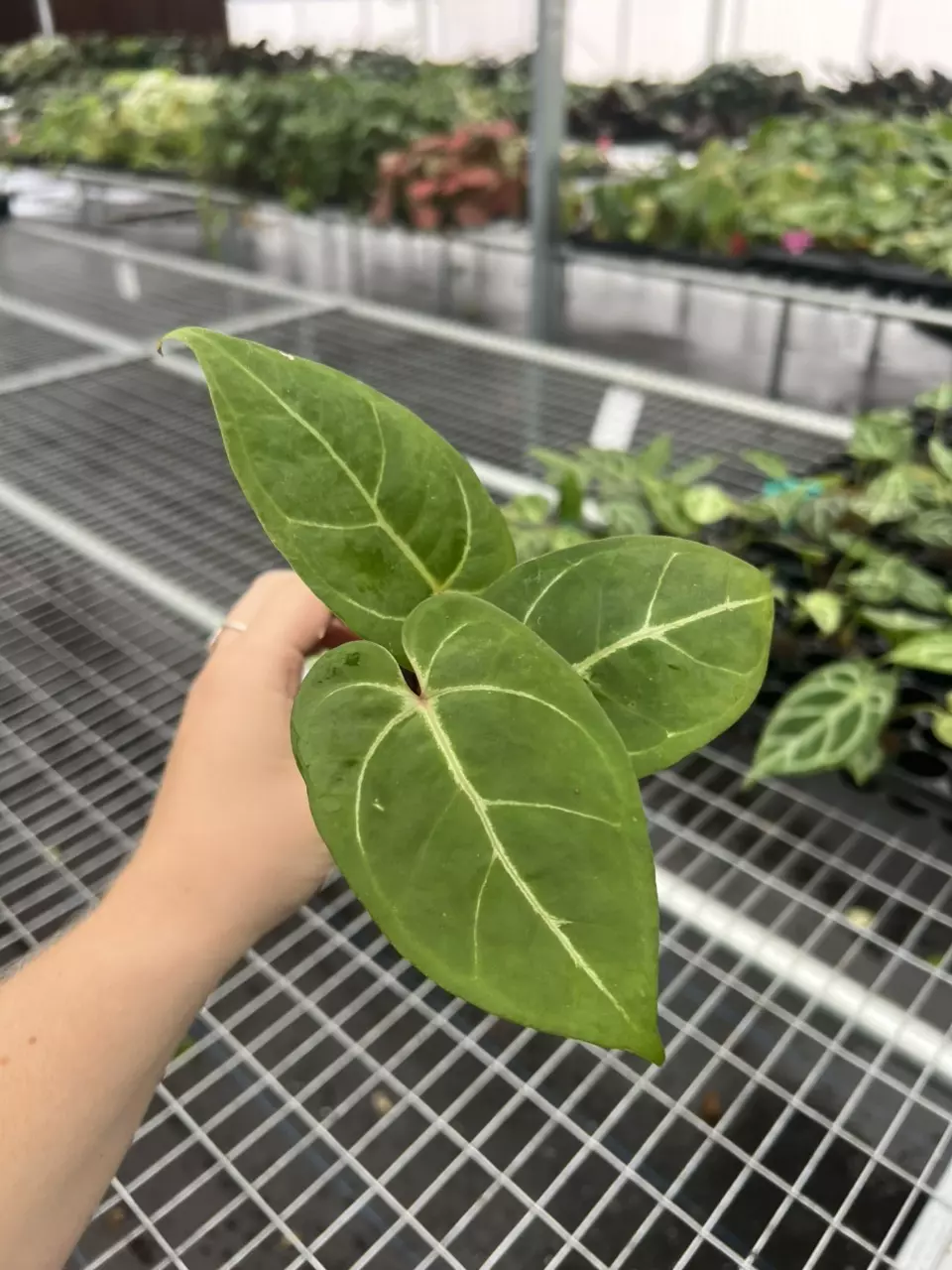 plant/Seed grown anthurium carla blackiae x pap red sinus starter plant growers choice-1