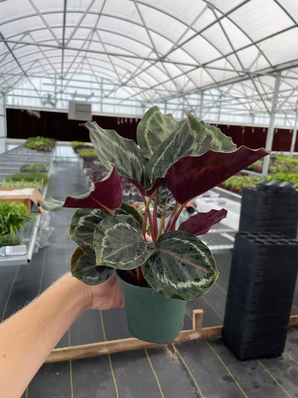 plant/Calathea Medallion 4” pot growers choice-6