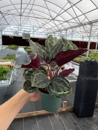 plant/Calathea Medallion 4” pot growers choice-6-thumbnail