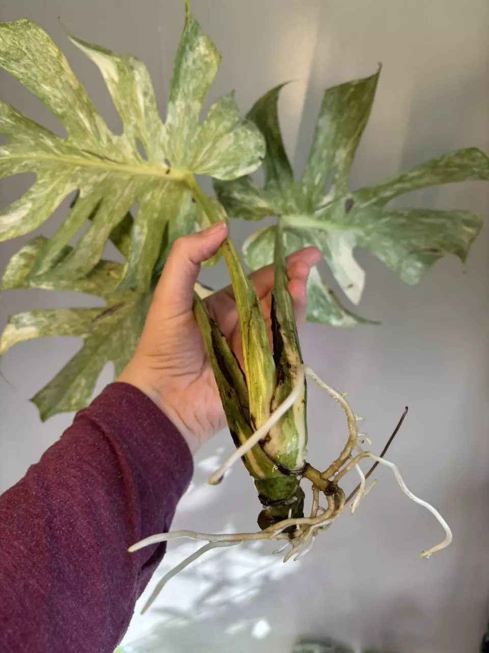 plant/Monstera Legacy-4