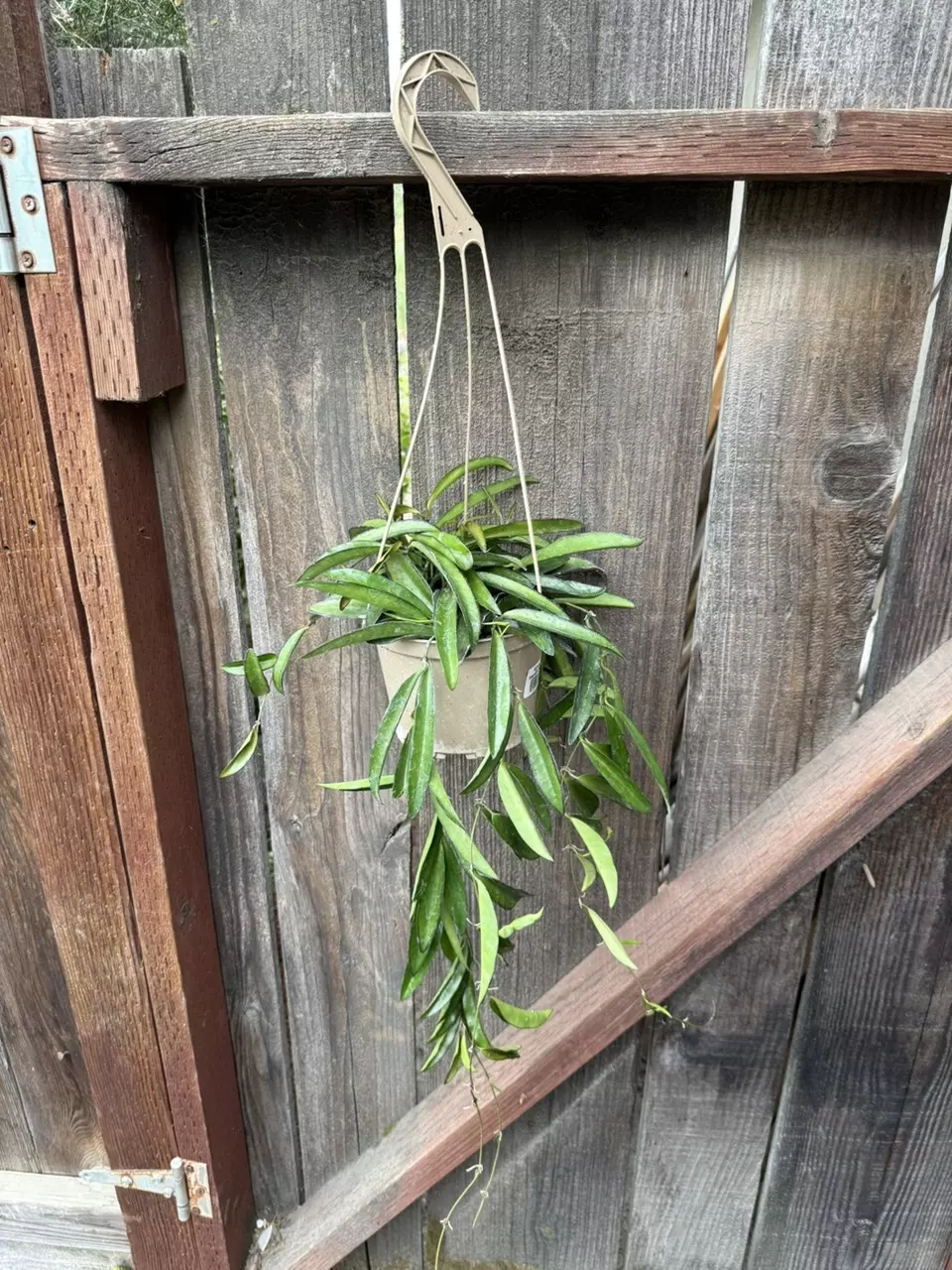 plant/Hoya wayetii 6” hanging pot #2-0