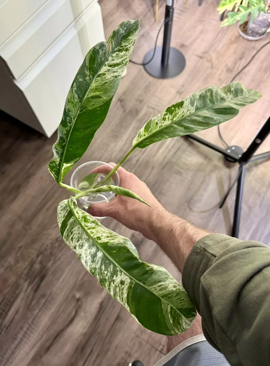 plant/Epipremnum Giganteum Variegated Cutting-1