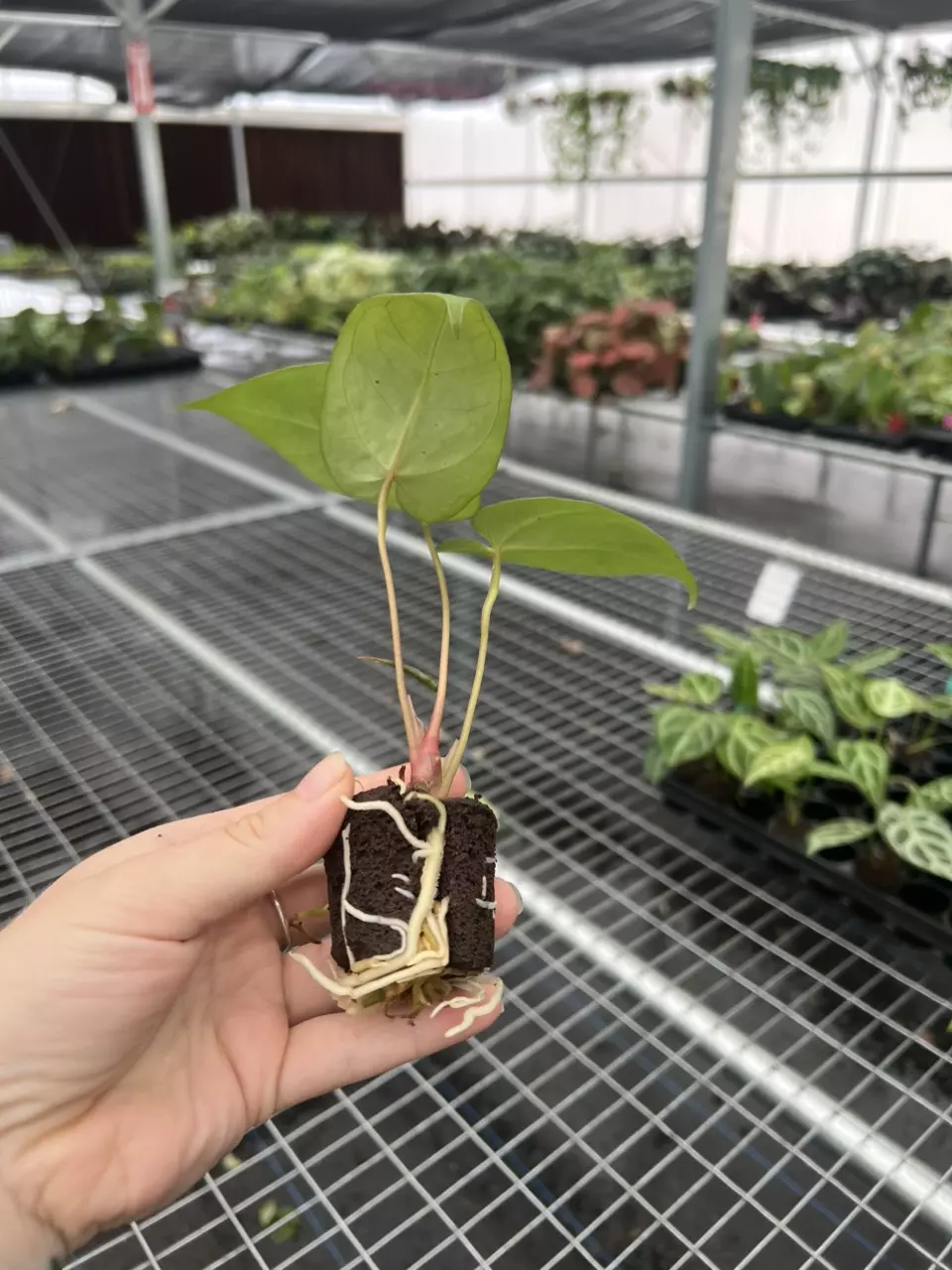 plant/Seed grown anthurium carla blackiae x pap red sinus starter plant growers choice-6