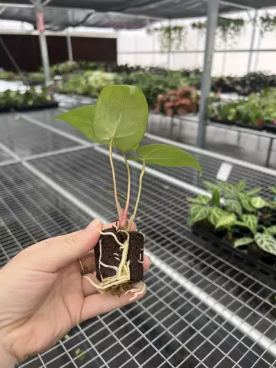 plant/Seed grown anthurium carla blackiae x pap red sinus starter plant growers choice-6-thumbnail