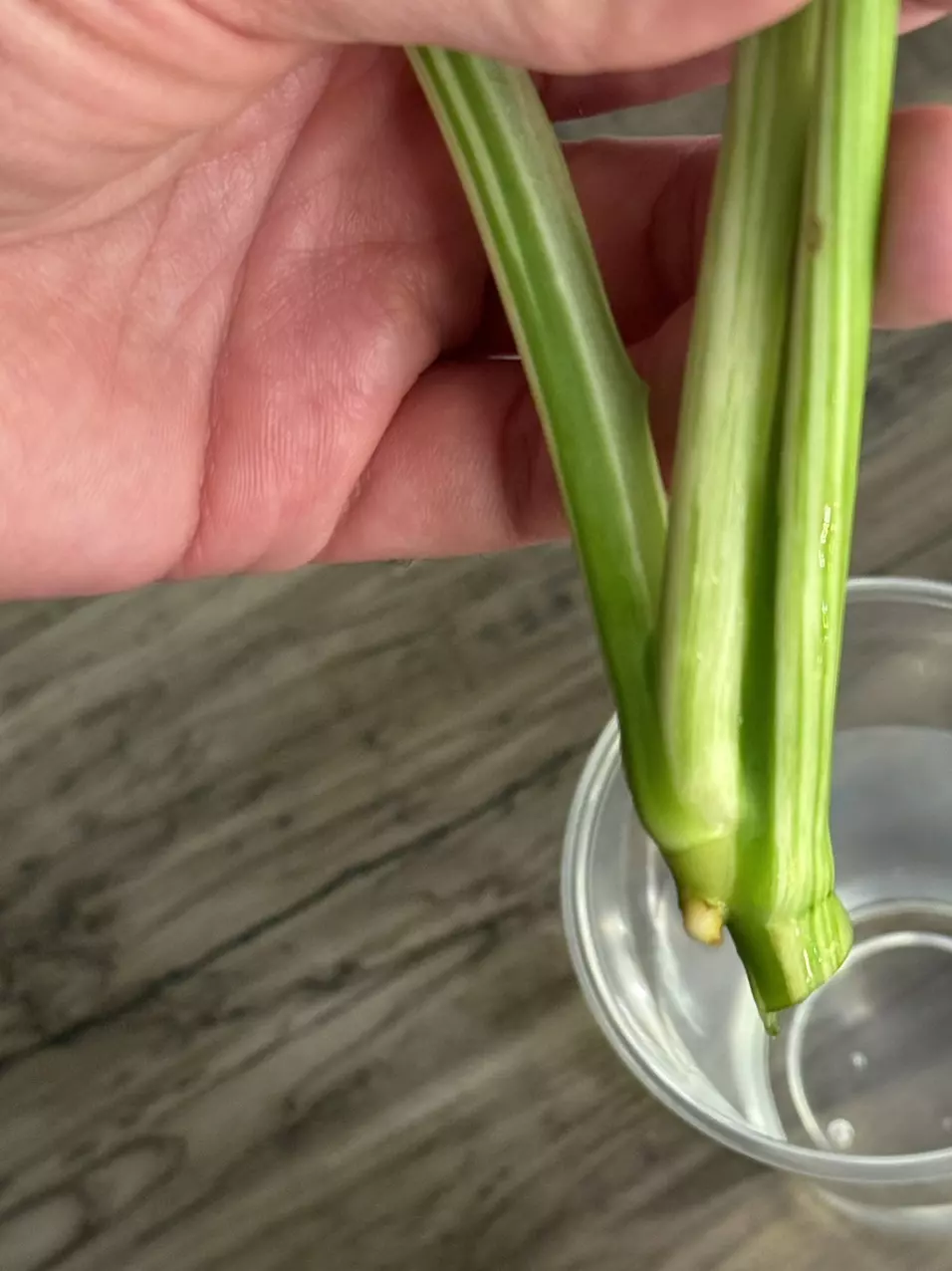 plant/Epipremnum Giganteum Variegated Cutting-4