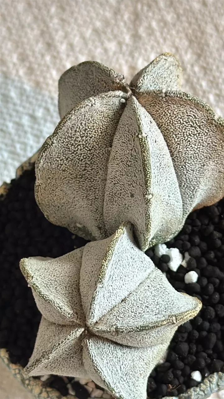 plant/True Dicot Myrio + Cooked Earth Pot-1