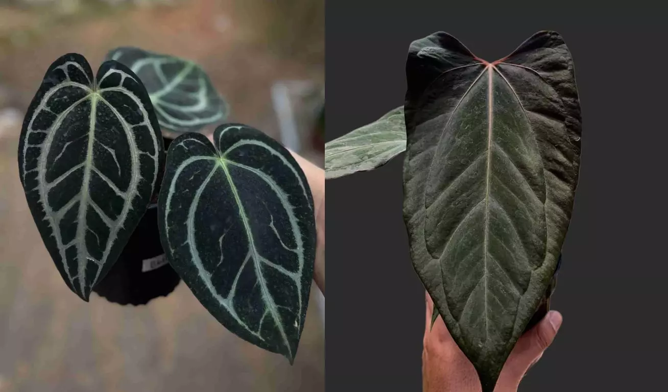 plant/Seed grown anthurium carla blackiae x pap red sinus starter plant growers choice-0