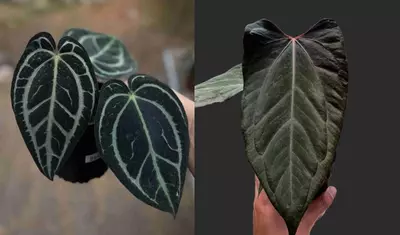 plant/Seed grown anthurium carla blackiae x pap red sinus starter plant growers choice-0-thumbnail