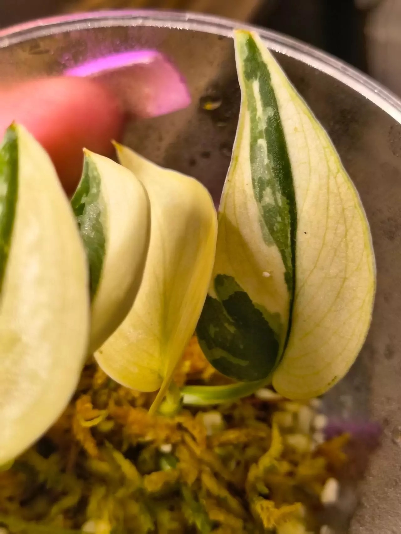 plant/2 mayari scindapus well rooted in one cup-1