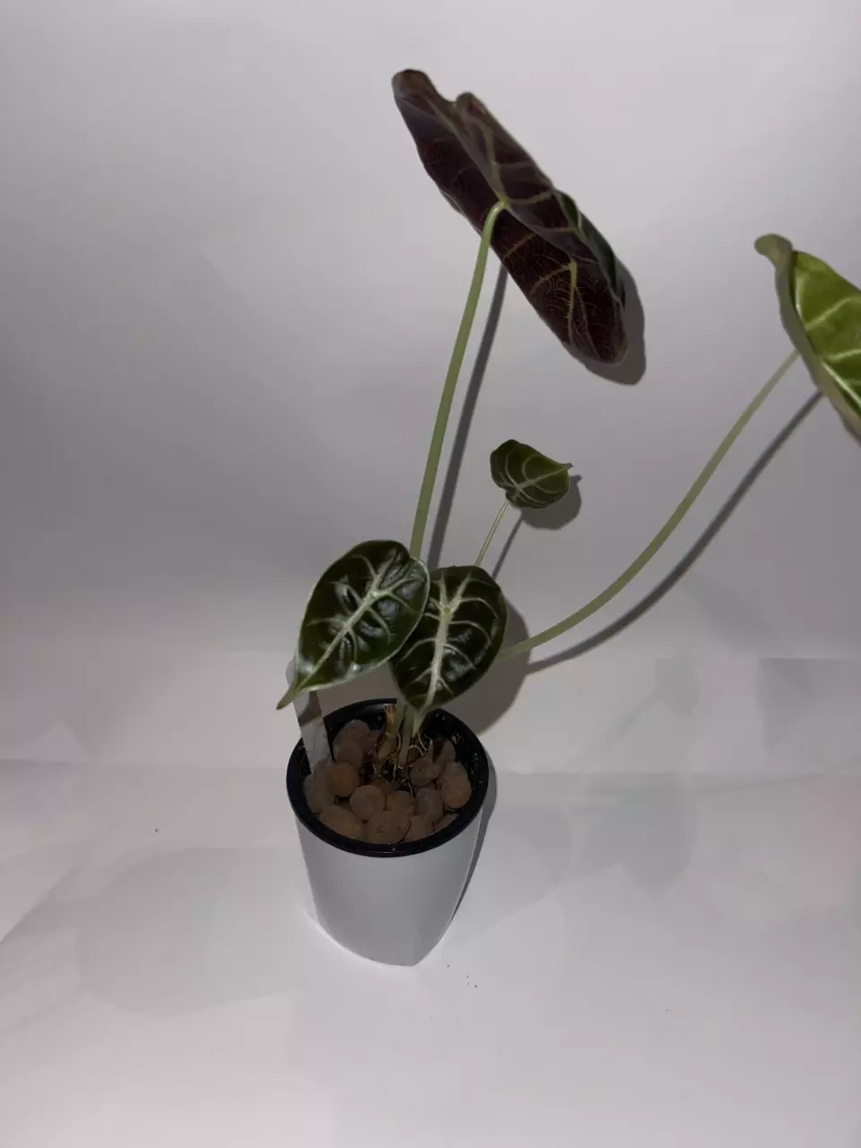 plant/Alocasia watsoniana ‘White Vein’ 4”-1