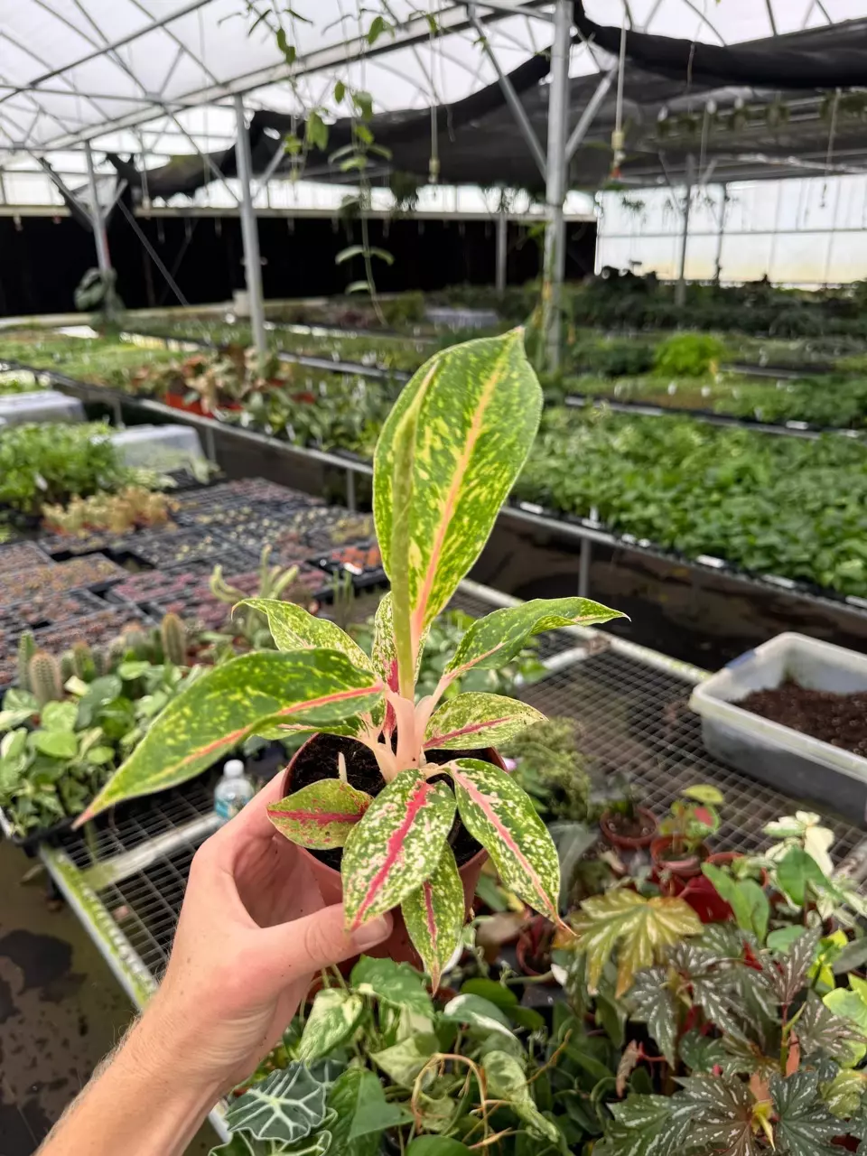 plant/Aglaonema Night Sparkle 4” pot growers choice-3