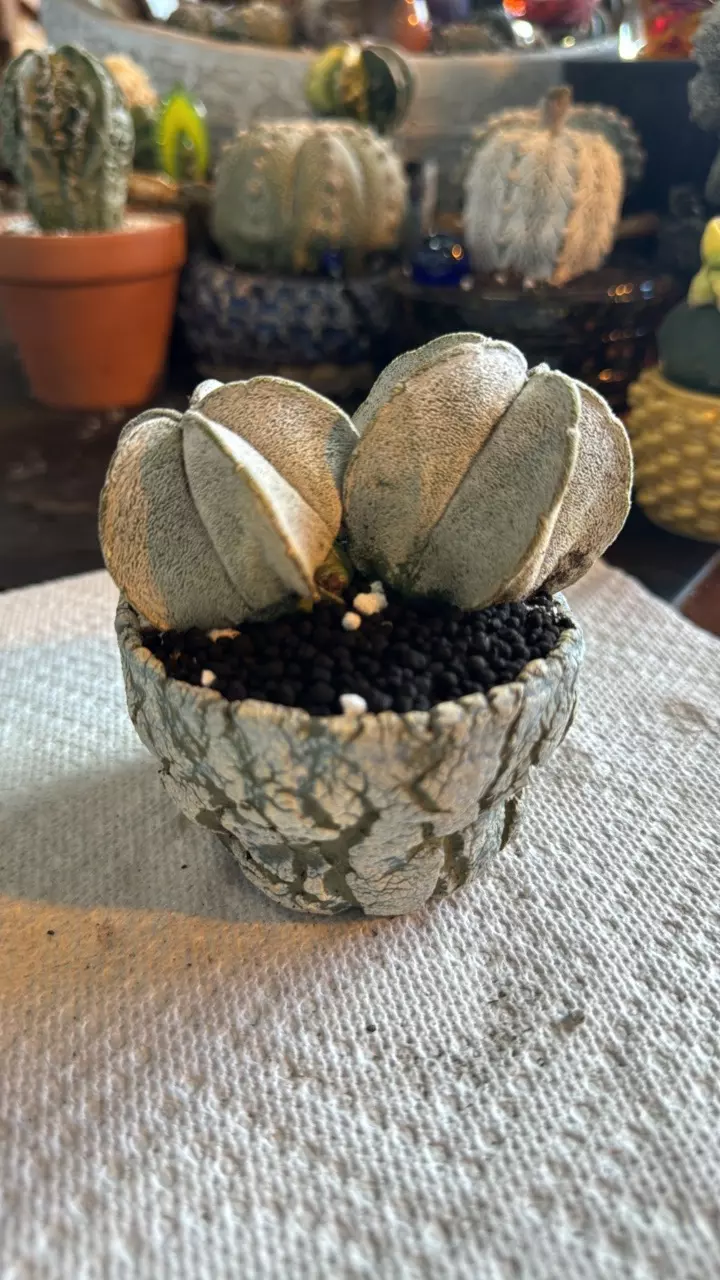 plant/True Dicot Myrio + Cooked Earth Pot-0