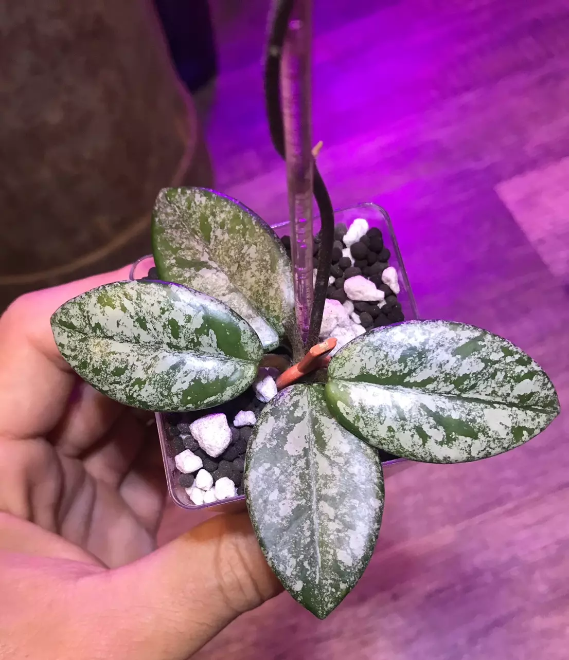 plant/Hoya Wilber graves and undulata fresh cuttings for Gypsy Rose-0