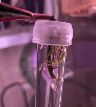 plant/Hoya Sulawesiana Albo-2-thumbnail