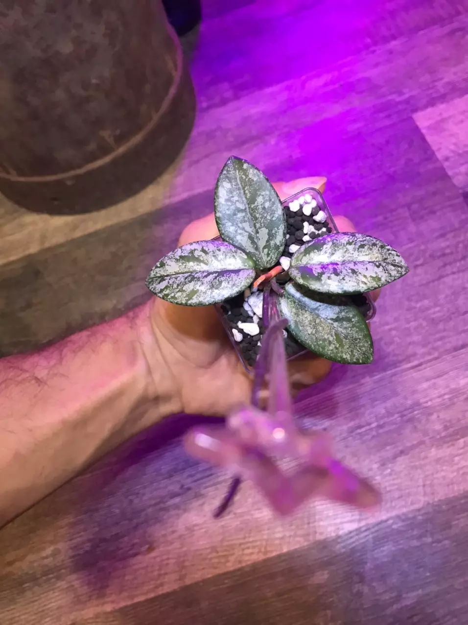 plant/Hoya Wilber graves and undulata fresh cuttings for Gypsy Rose-1