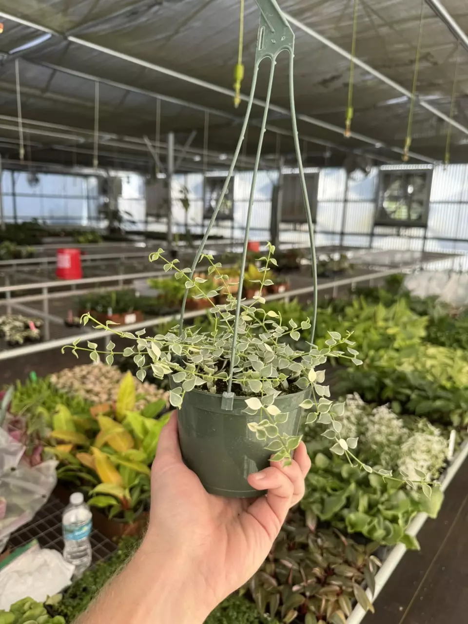 plant/Dischidia ruscifolia variegated 6” hanginf basket growers choice-7