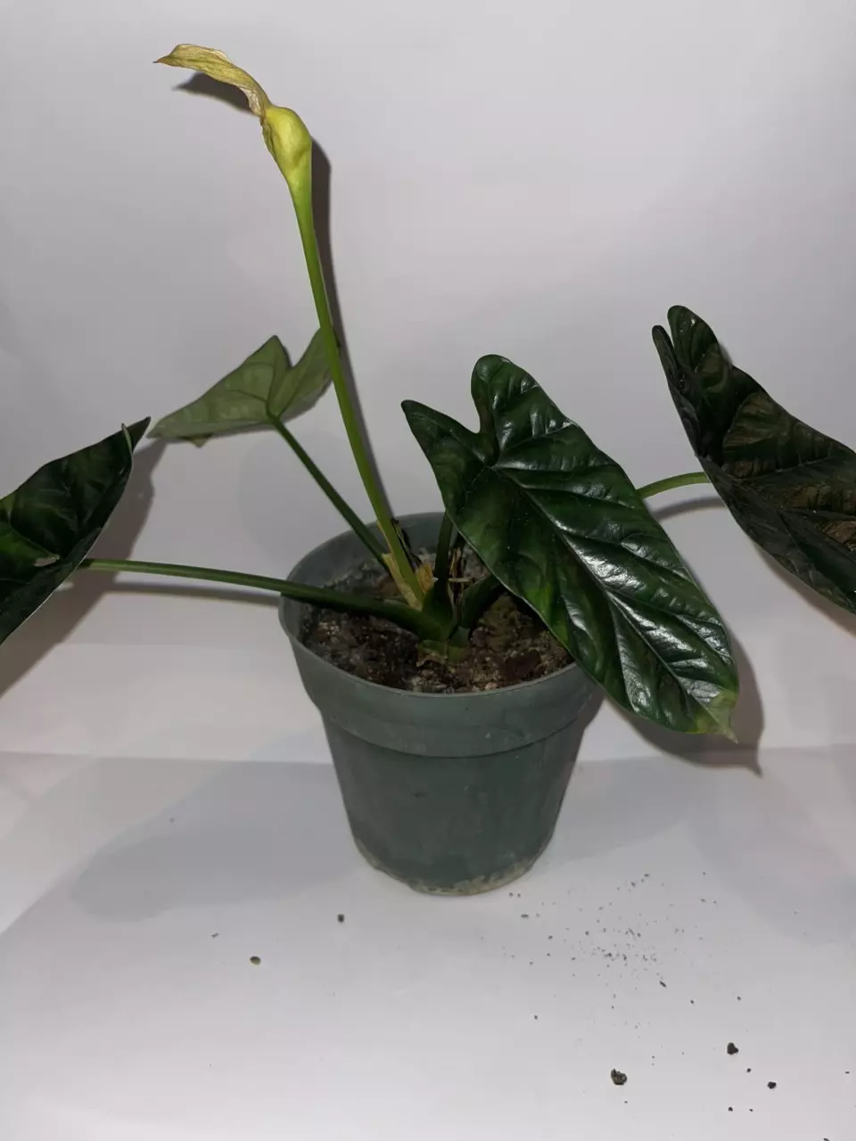 plant/6” Alocasia Flowering Sinuata “Quilted Dreams”-1